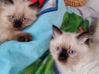 2 sehr liebe Siam-Perser Mixbabys (2 männ.) suchen ab