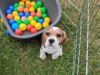 Unsere Mali hat am 6.5.2022 Babys bekommen. Die kleinen