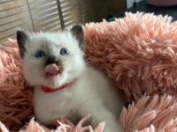 Hallöchen, unsere Siam Katze hat 4 gesunde Babykatzen