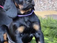 Zapraszamy do odwiedzin Hodowli z Garbu Księżej Góry i