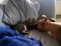 Honey, Hallo, wir haben einen sehr lieben American