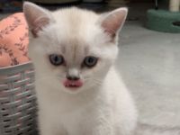 Hallo liebe Katzenfreunde Unsere Sky-Rose hat am 21.03