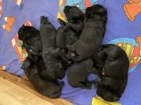 Zur abgabe stehen 9 Wunderschöne Labradoodle Welpen.