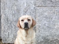 Wir haben noch einen reinrassigen Labrador Junghund