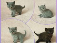 Hallo liebe Katzenfreunde, unsere wunderschöne,