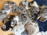 Hallo nun ist es soweit,unsere Hündin hat am 10 juni