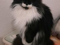 Lieselotte, Leider muss ich mich von meiner Maine Coon