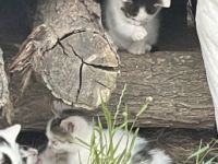 Die jungkitten suchen noch dringend ein neues Zuhause!