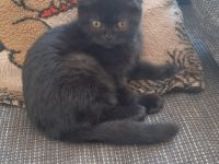 Knopka, Unser Britisch Kitten ist am 05.02.2022 zur