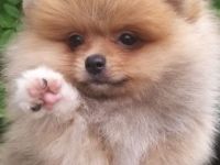 Wir suchen für unsere kleinen Welpen ein liebevolles