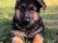 Unsere vielversprechende und sehr gut angelegte Welpen