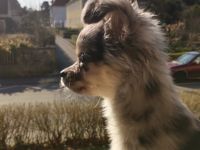 Leider Gottes müssen wir uns von unserem Chihuahua