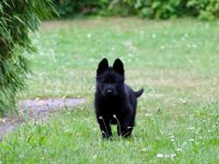 Die süße Schäferhündin und Ihr Bruder suchen noch ein