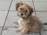 lovly little dog