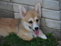 Wunderschöne Welpen Welsch Corgi Pembroke am 18.02.2022