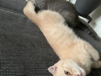 Hallo liebe Katzenfreunde, unsere BKH-Dame hat am 23.4