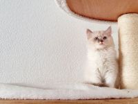 Katzenfreunde, Am 25. März 2022 hat unsere rote BKH 6