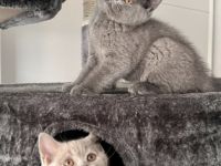 Hallo Ihr Lieben, Unsere BKH( Blue )Katze hat 8