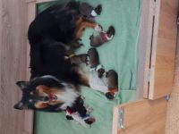 Black Pearl Collies