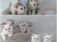 Reinrassige BKH Kitten ♥️mit Stammbaum♥️. Unsere 6