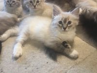 Nur noch 1 Bubi und 2 Mädels!!! Am 26.04.hat unsere