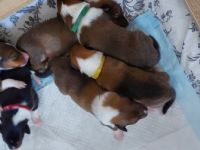 Unsere Sternchen sind am 18. 06.2022 auf die Welt