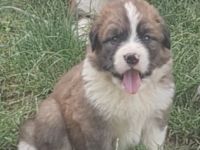 Unsere Bärchen haben knuffige Babys. Es ist ein Mix