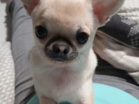 Chihuahua namens Filu in gute Hände zu verkaufen. Er