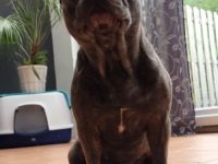 Kira, Sehr sehr schweren Herzens müssen wir uns leider