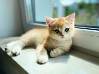 Hallo liebe Katzenfreunde, unsere wunderschöne,