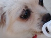 Hallo, Die kleinen süßen verspielten Malteser Mischling