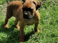 Unsere edda hat 8 reinraasige Boxer Welpen am 01.04.22