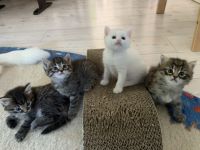 Wir haben aus unserem Wurf vom 14.5.2022 je zwei