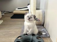 Wir als Familie sind Hobbyzüchter und unsere Katze