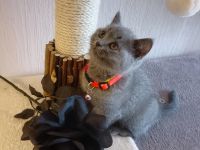 Meine kleine coco hat vier Wunderschöne kleine Baby