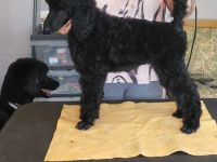 Die Welpen sind 12 Wochen alt, wachsen im