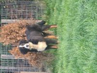 Unsere kleine Rasselbande bestehend aus 2 Weibchen und