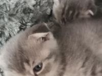 Unsere Kitty hat am 01.06.2022 4 wundervolle Babys zur