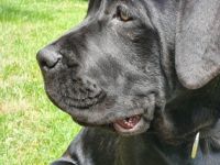 Ich verkaufe meinen Cane Corso namens Ares da meine