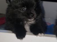 Hallo ihr Lieben, Wir haben noch einen Pomi Rüden in