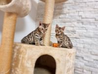 Hallo Katzenfreunde!!! Unsere Dame Gelly hat am 20.04