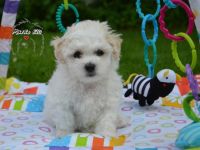 Krásný kluk. Boloňský psík s FCI průkazem původu hledá