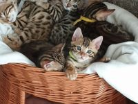 Reinrassige Bengalkitten .Auszug fertig Am 11.06. 2022