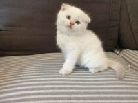 Wir haben zauberhafte Kätzchen in liebevolle Hände