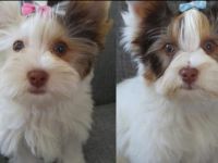 Sie wissen gut sozialisierte Welpen zu schätzen und