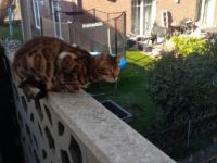 Levi & Taby, Sehr liebevolle, Kinderliebe Jungkater