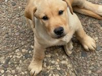 6 Labrador Welpen, 5 Weibchen, 1 Rüden. Aktuell 11