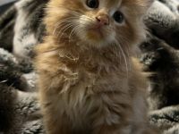 Unsere Zuckersüßen Maine Coon Kitten suchen ab dem 30