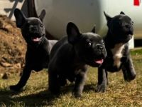 Am 09.05.22 hat unsere Französische Bulldogge Shiva