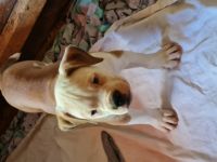 Unsere mila hat am 03.05. 5 Babys bekommen. 1 rüde